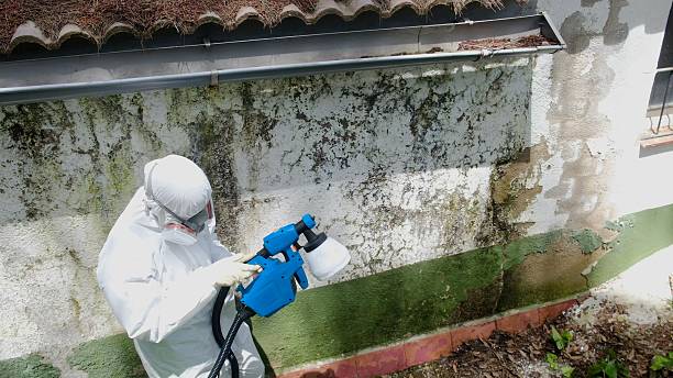 Trusted Attic Mold Removal service in Fort Collins, CO - Cheap Mold Removal
